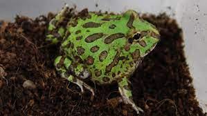 Horned frog (Green)