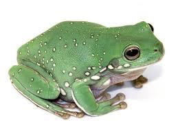 whites tree frog (Snow flake)