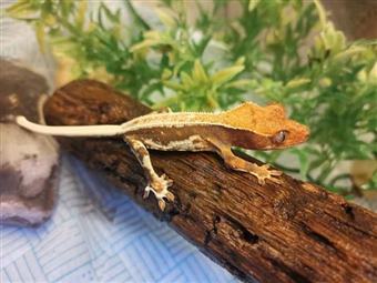 Crested Gecko (Lily white)