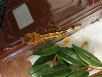 Crested Gecko (Lily white)