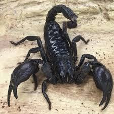 Asian Forest Scorpion