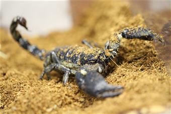 Asian Forest Scorpion