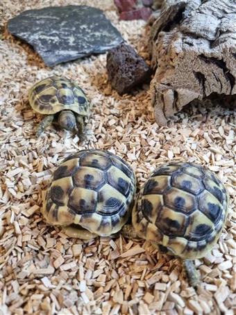 Hermann's tortoise