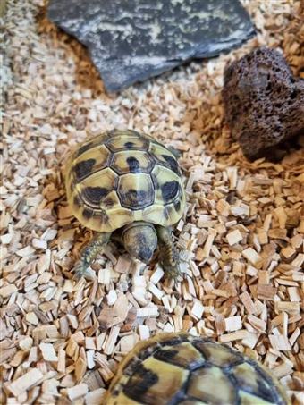 Hermann's tortoise (B-Grade)