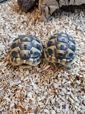 Hermann's tortoise (B-Grade)