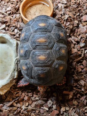 Red Foot tortoise