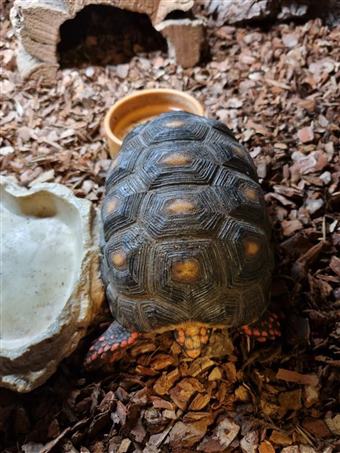 Red Foot tortoise