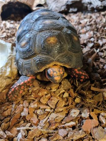 Red Foot tortoise