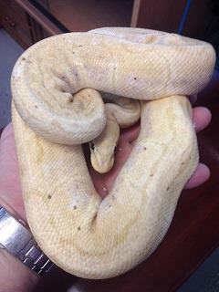 Banana Lemonblast