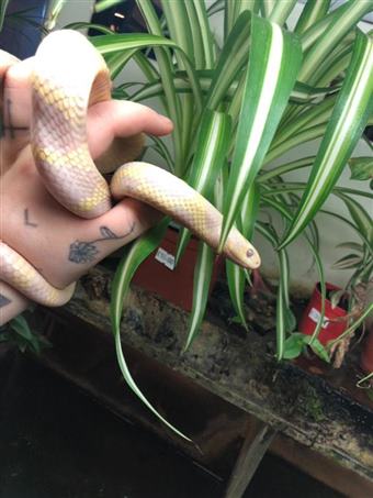 California kingsnake (Lavender Albino)