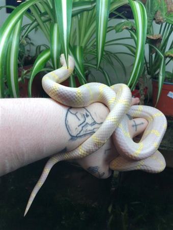 California kingsnake (Lavender Albino)