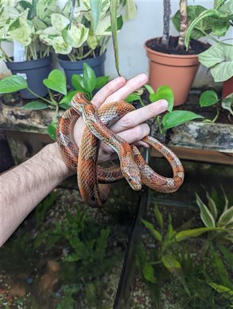 Corn Snake (Carolina)