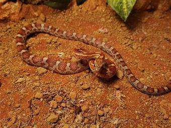 Corn Snake (Caramel)