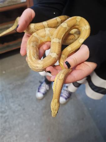 Gold Dust Corn Snake