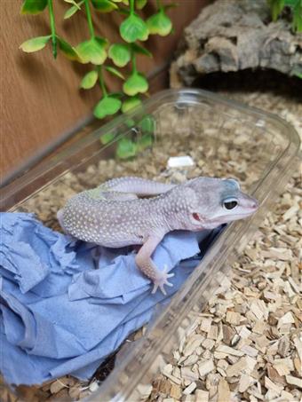 Leopard Gecko (Blazing Blizzard)