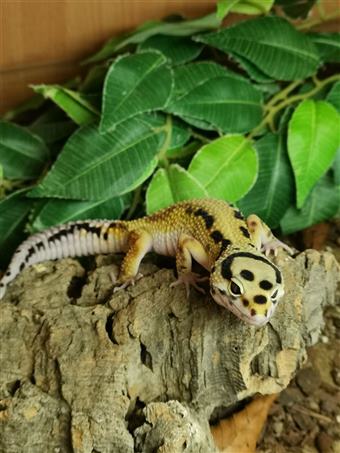 Leopard Gecko (Bold Stripe Bandit)