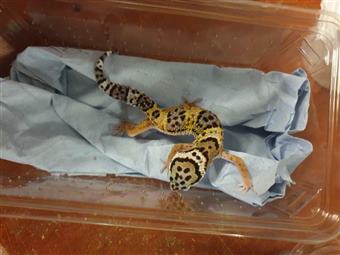 Leopard Gecko (Normal)