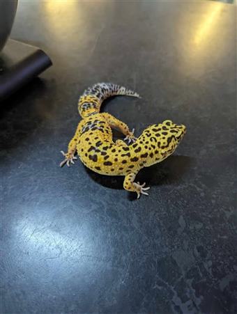 Leopard Gecko (Normal)