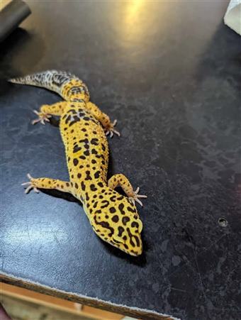 Leopard Gecko (Normal)