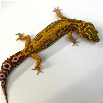 Leopard Gecko (mixed Morph)