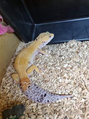 Leopard Gecko (Hypo)