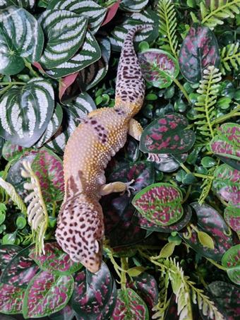 Leopard Gecko (Hypo)