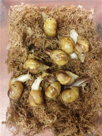 Giant African Land Snail (Albino)