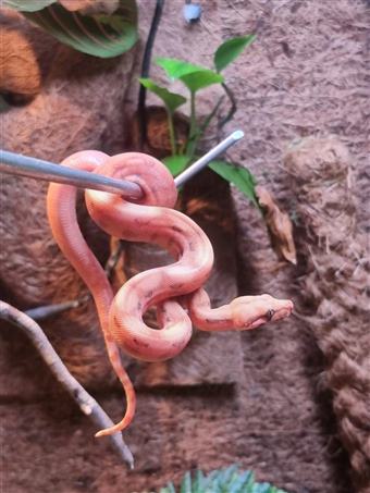 Boa Constrictor (Peach)
