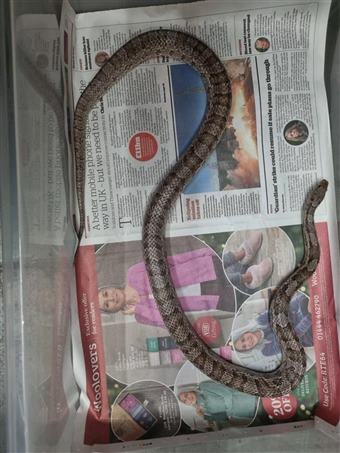 Corn Snake (Anery)