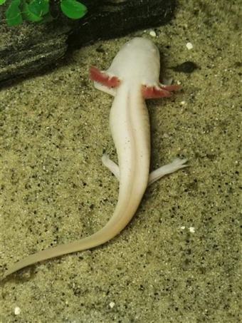 Leusistic Axolotl