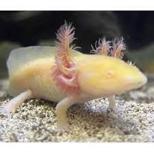 Axolotl (Albino)