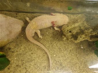 Axolotl (Albino)