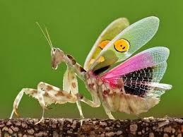 jewelled Flower Mantis