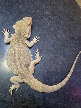 Bearded Dragon