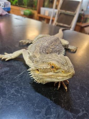 Bearded Dragon