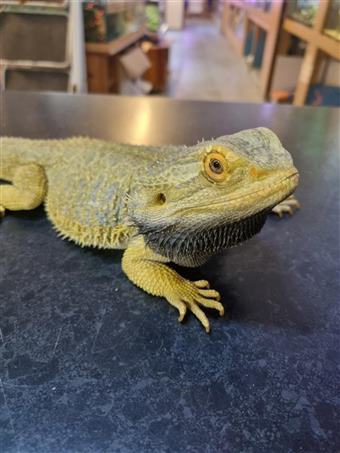 Bearded Dragon