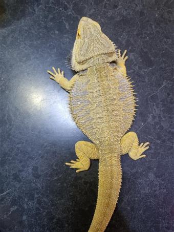 Bearded Dragon