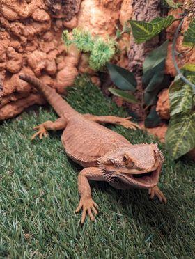 Bearded Dragon (Leatherback)