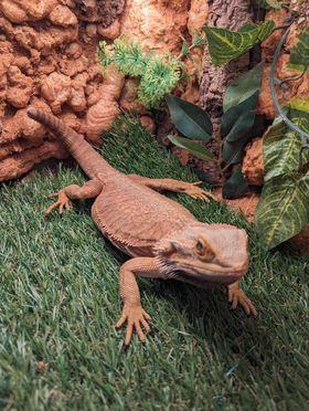 Bearded Dragon (Leatherback)