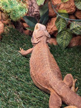 Bearded Dragon (Leatherback)