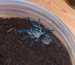 Blue Baboon Tarantula