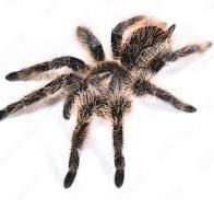 Curly Hair Tarantula