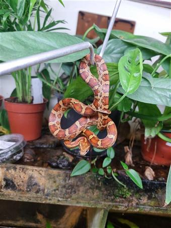 Corn Snake (Corn Snake)