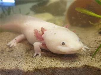 Axolotl (Leucistic)