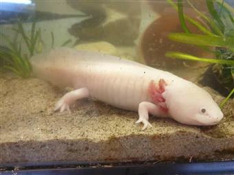 Axolotl (Leucistic)