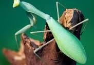 Giant Asian Mantis