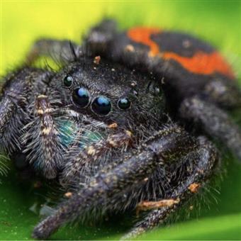 Widow Jumping spider