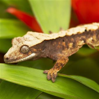 Crested Gecko (Harlequin)