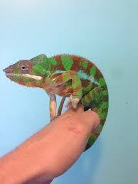 Panther Chameleon (Sambava)