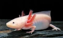 Axolotl (Leucistic)